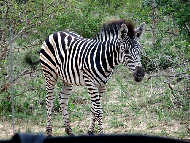 Lion Sands Safari Day 4 - Zebra-001