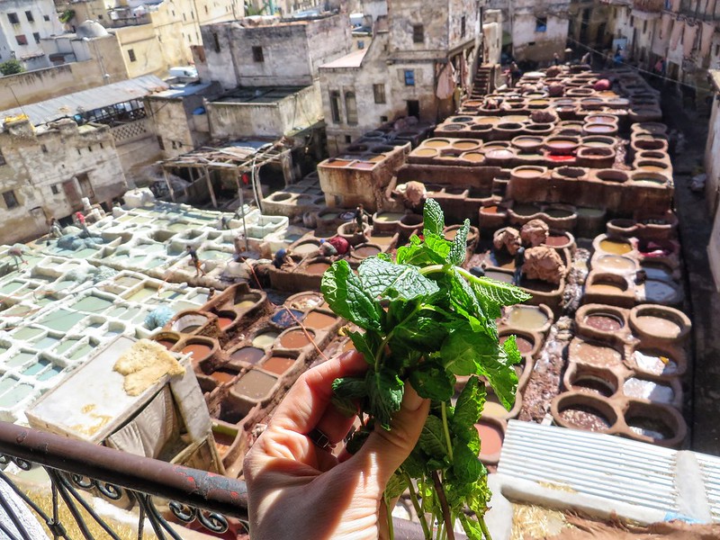 A fistful of mint at Fez's tannery, Morocco