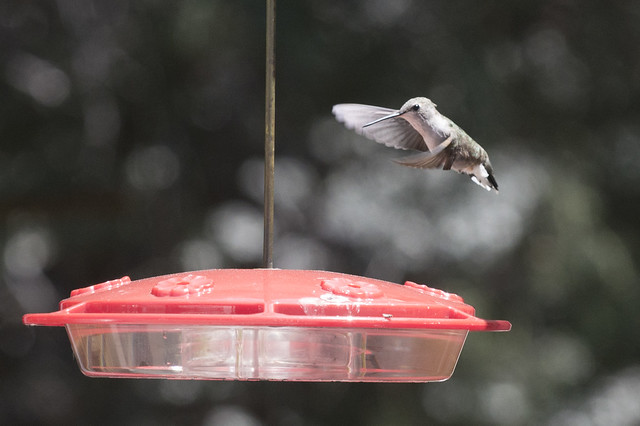Hummingbird Landing on Feeder