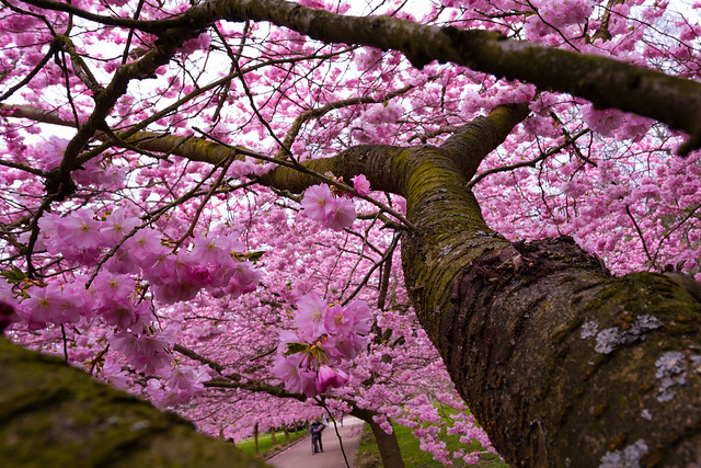 Bispebjerg Kirkegard - Cherry Blossoms