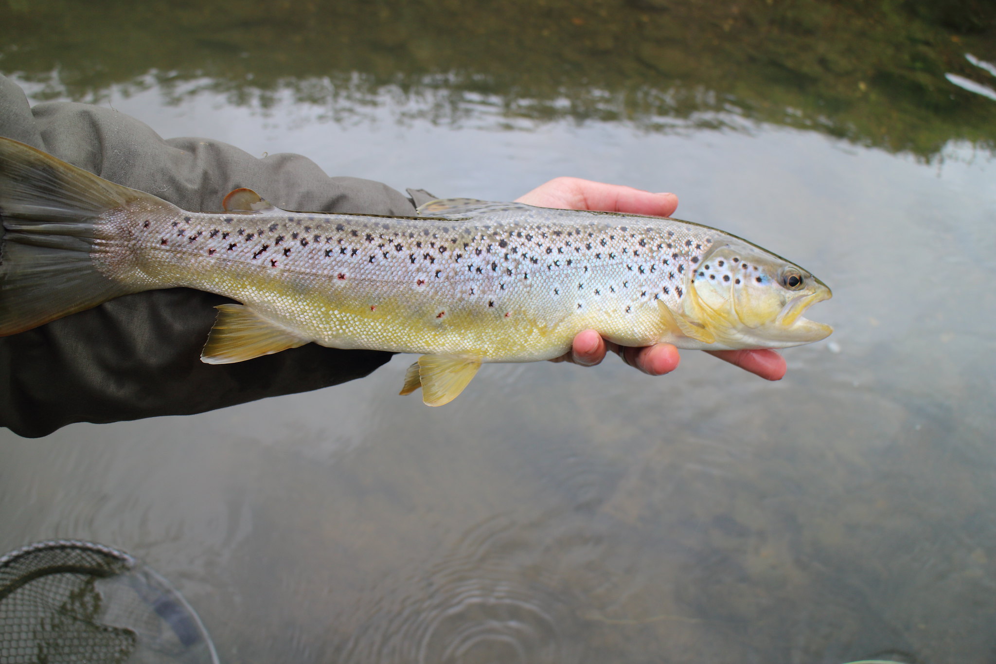 16 1/2" Brown Trout