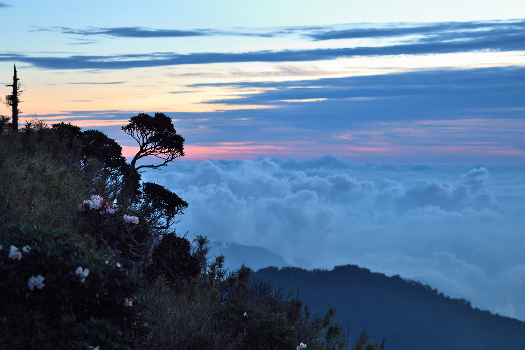 雲海、晚霞、玉山杜鵑