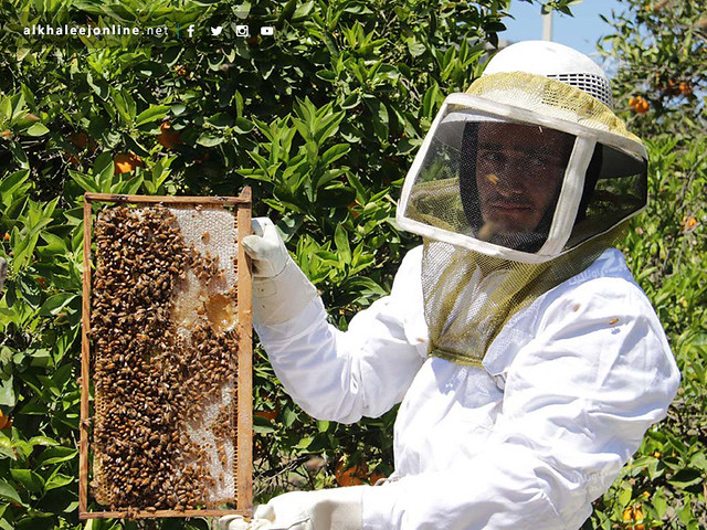 غزة تقطف العسل.. تعرف بالصور كيف ومتى يُنتج ويُقطف العسل 16797616043_e28c3f3d15_z