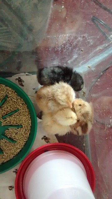 chicks May 15 1