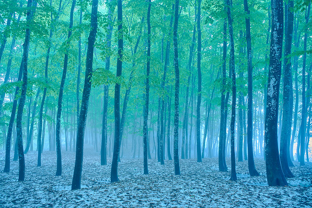 Misty forest at dawn