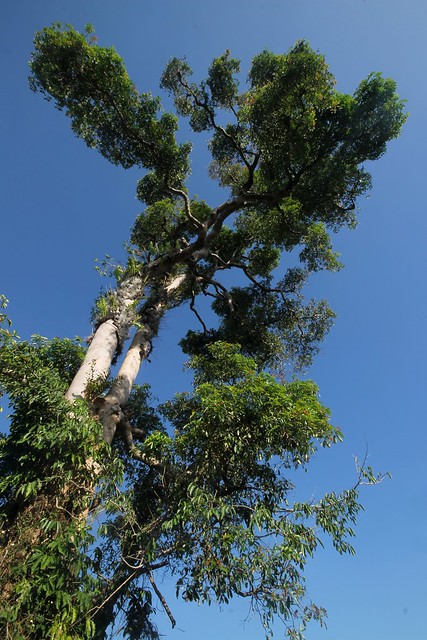 Dita Tree – Philippine Centennial Tree
