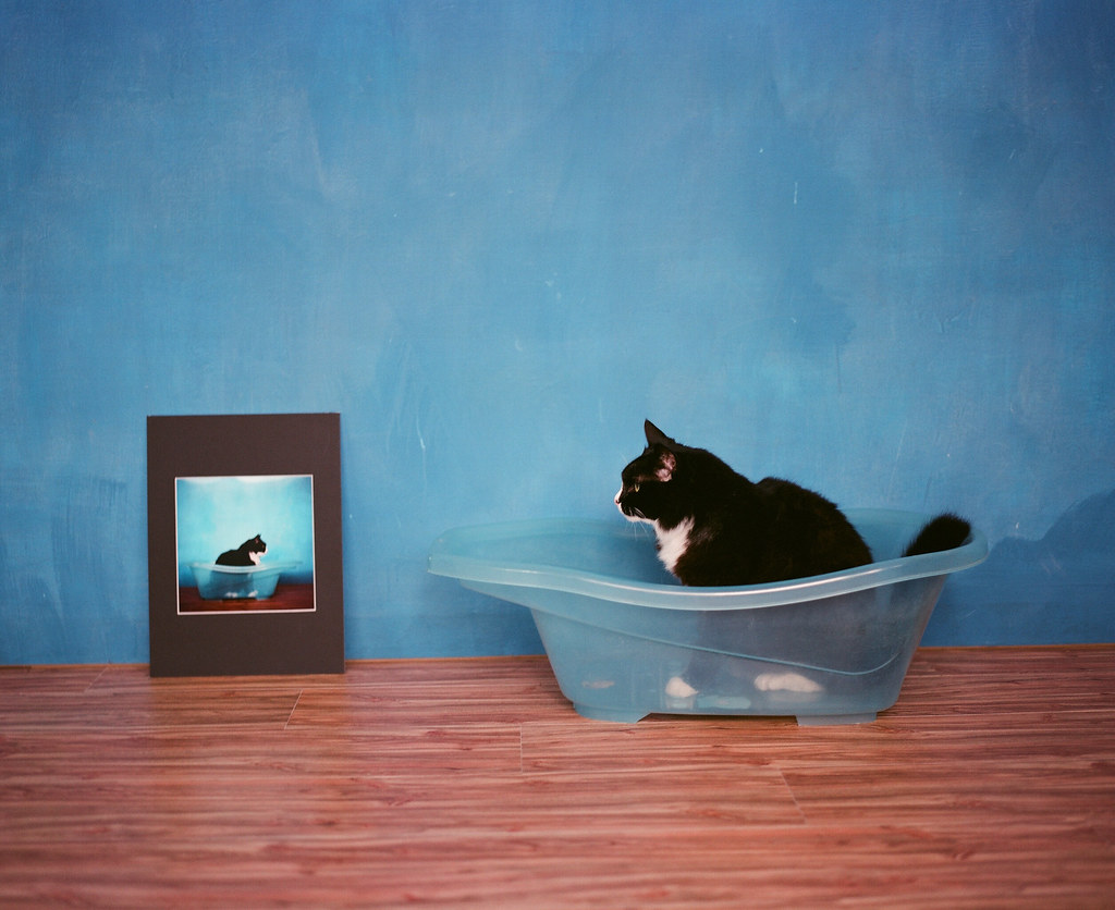 Cat tub