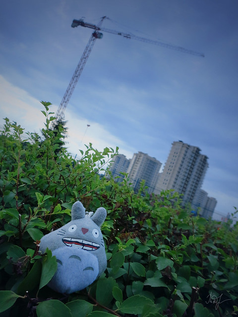 Day #201: totoro argues that Freedom is the highest value