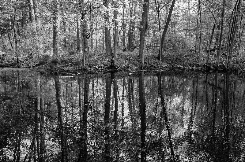 Swamp reflection