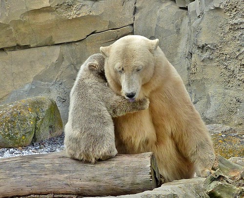 Every bear, so fat and funny, loves his mother more than honey :)