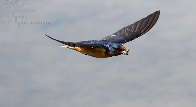 Barn Swallow flight 5/5 2
