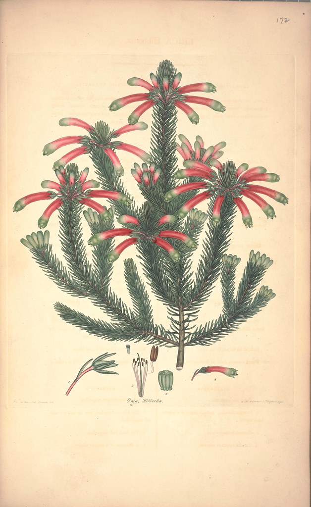 Erica kibbertia