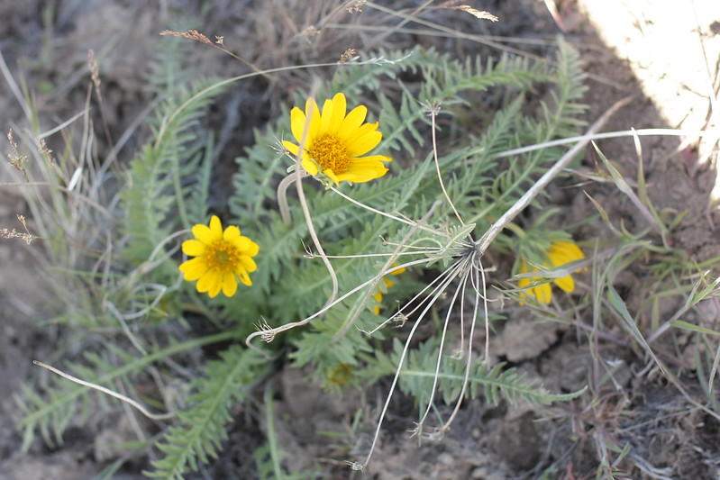 Hooker's Balsamroot