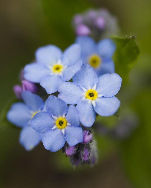 IMG_4415 - Forget-Me-Not