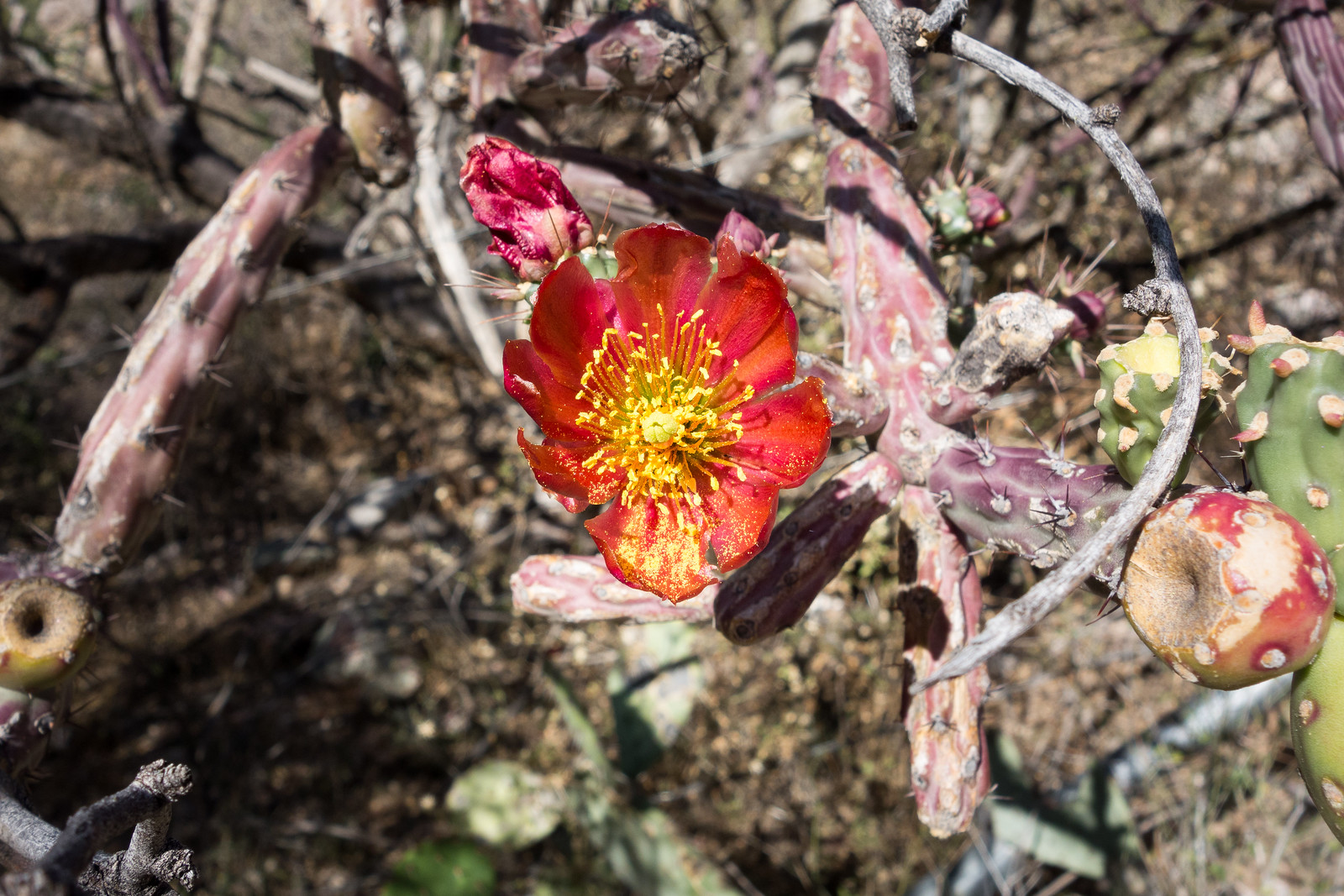 1505 Cholla Flower on the Ventana Trail