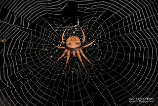 Tree stump orb web spider (Poltys sp.) - DSC_8606
