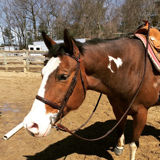 Not sure if it was the long pep talk, the apple bribe, or the lounging him three times before I got on but this big handsome guy finally remembered what it's like to be a show horse. Snowcation is officially over! #krognation #pinto #paint #showseason