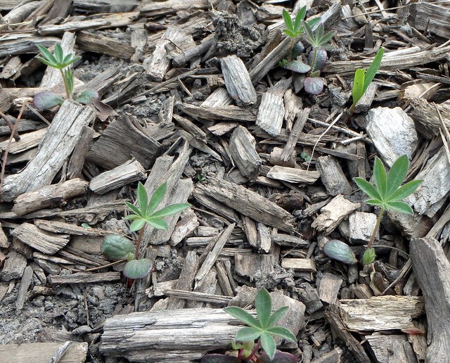 six lupine seedlings
