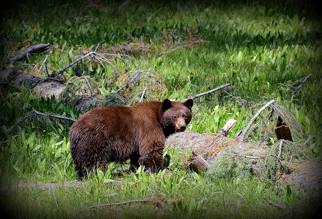 Bears in Sequoia NP