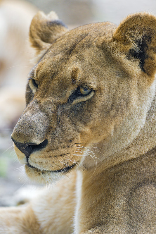 Semi-profile of a lioness
