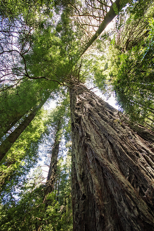 Trees of Mystery - Klamath, California - 2015