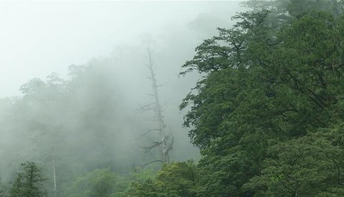 在雲霧間的檜木