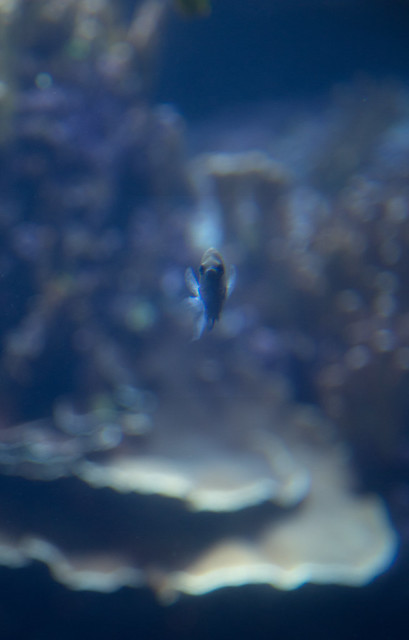 Little Fish - Maui Ocean Center