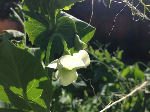 First pea bloom