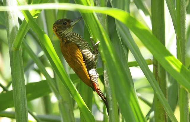 Female red-rumped woodpecker at La Pangas, along Rio Corredor.