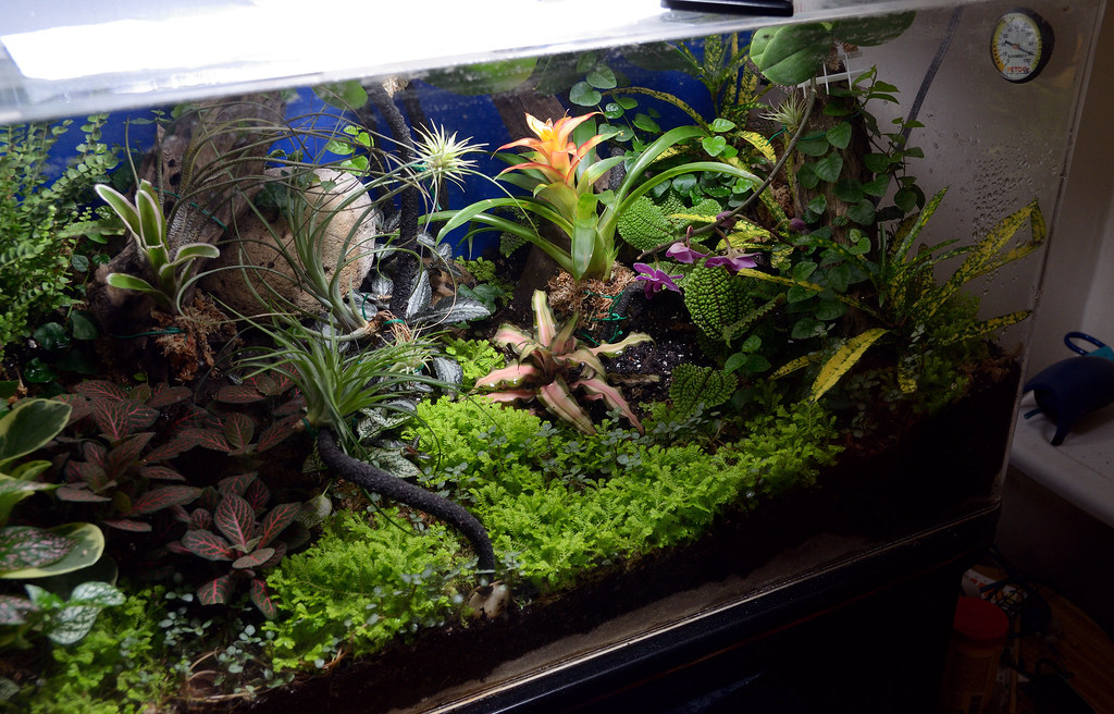 How do you add peat moss to your tank? - Aquarium Advice - Aquarium Forum  Community