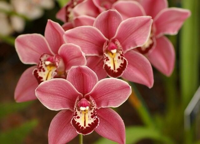 orchids-220997