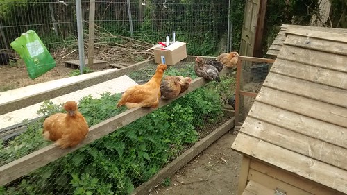 chickens May 15 1