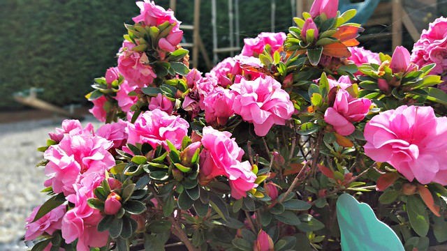 Pink flowers, garden, summer