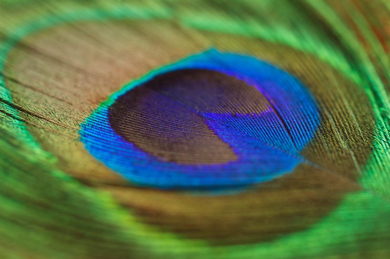 138/365. the percentage of the peacock feather which resembles pac-man.