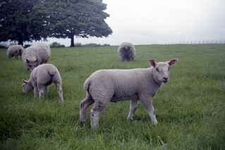 lambs in the park