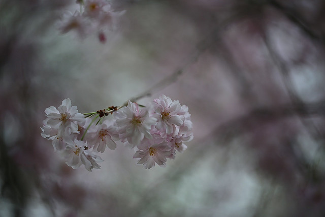 Cherry Blossoms 櫻花