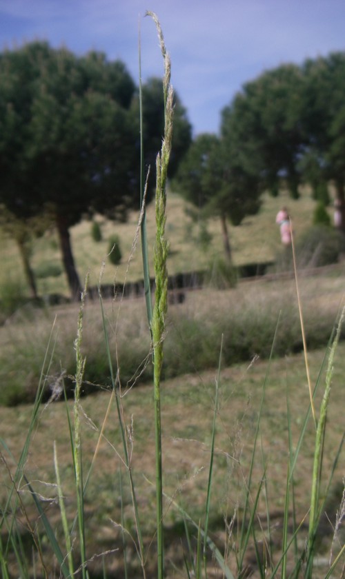 Agrostis castellana 17570512681_ccfcd1290f_o