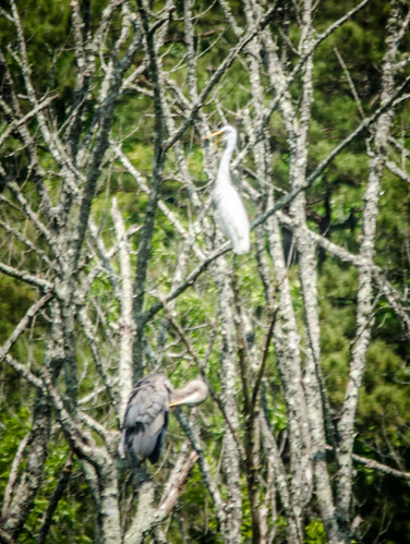 Egret and Heron-001