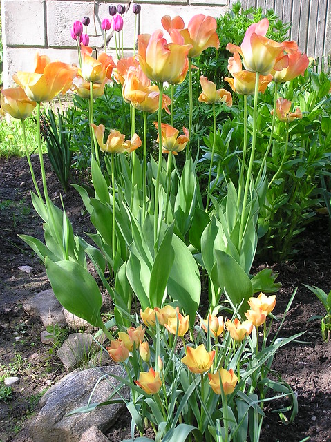 Tulipa batalinii 'Bright Gem' & Tulipa 'Daydream'