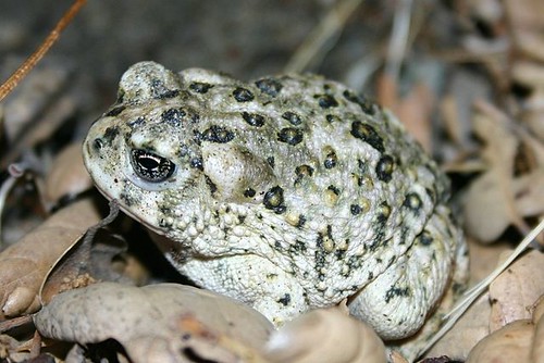 Arroyo_Toad Photo by Will Flaxington/USFWS. CC-BY-2.0