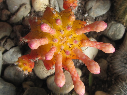 Cactus Succulent Flower