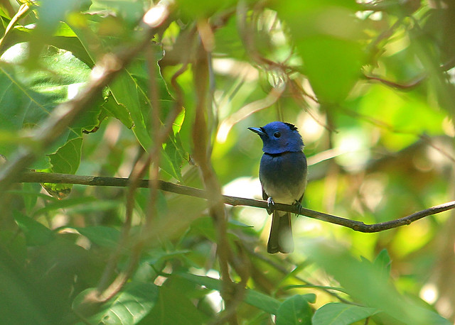 Blue Paradise Flycatcher