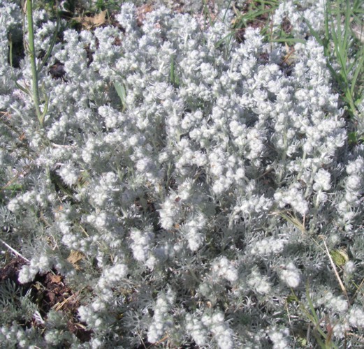 Artemisia pedemontana 17716460175_007d6c0fc1_o
