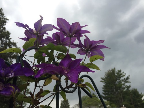 Clematis before the storm