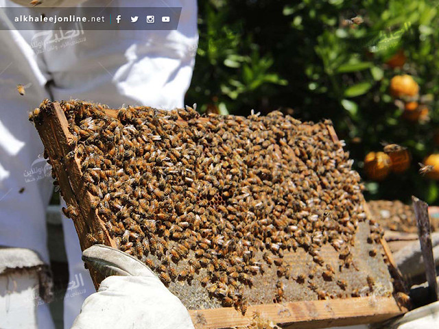 غزة تقطف العسل.. تعرف بالصور كيف ومتى يُنتج ويُقطف العسل 17230319790_e7090411f6_z