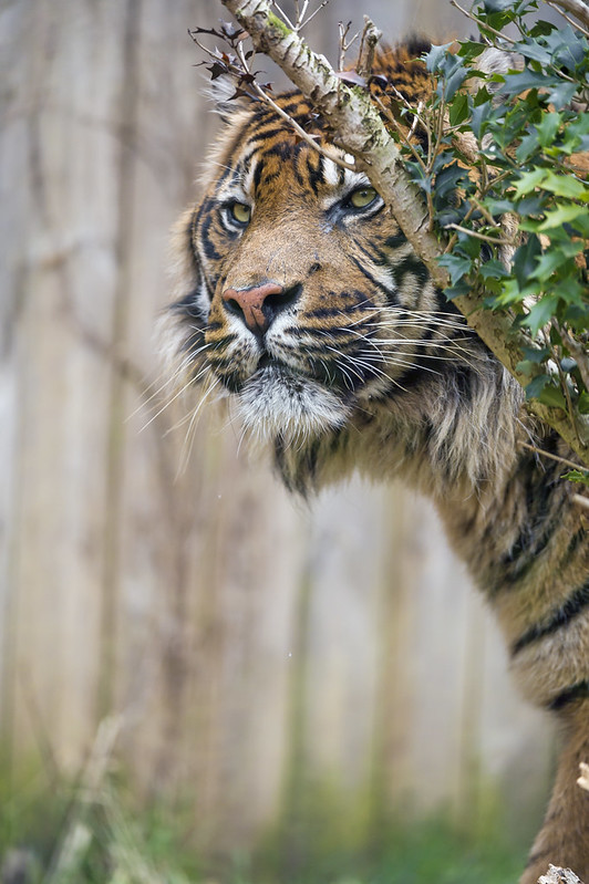 Sumatran tiger behind tree