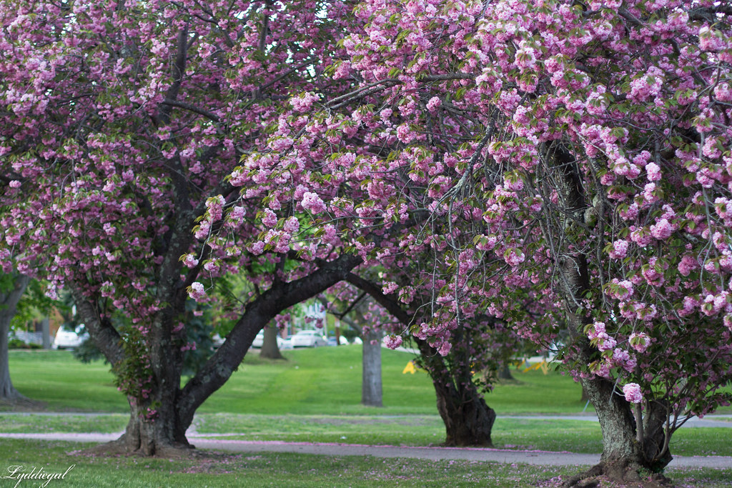cherry blossom trees.jpg