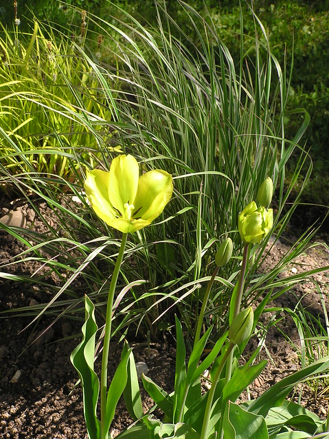 Tulipa 'Yellow Spring Green'