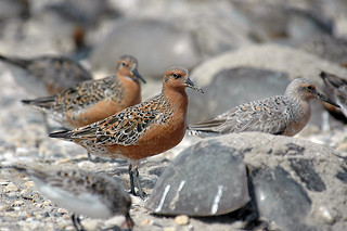 Endangered Red Knot, Delaware, USA. Photo credit: &nbsp;Credit: Gregory Breese/USFWS.