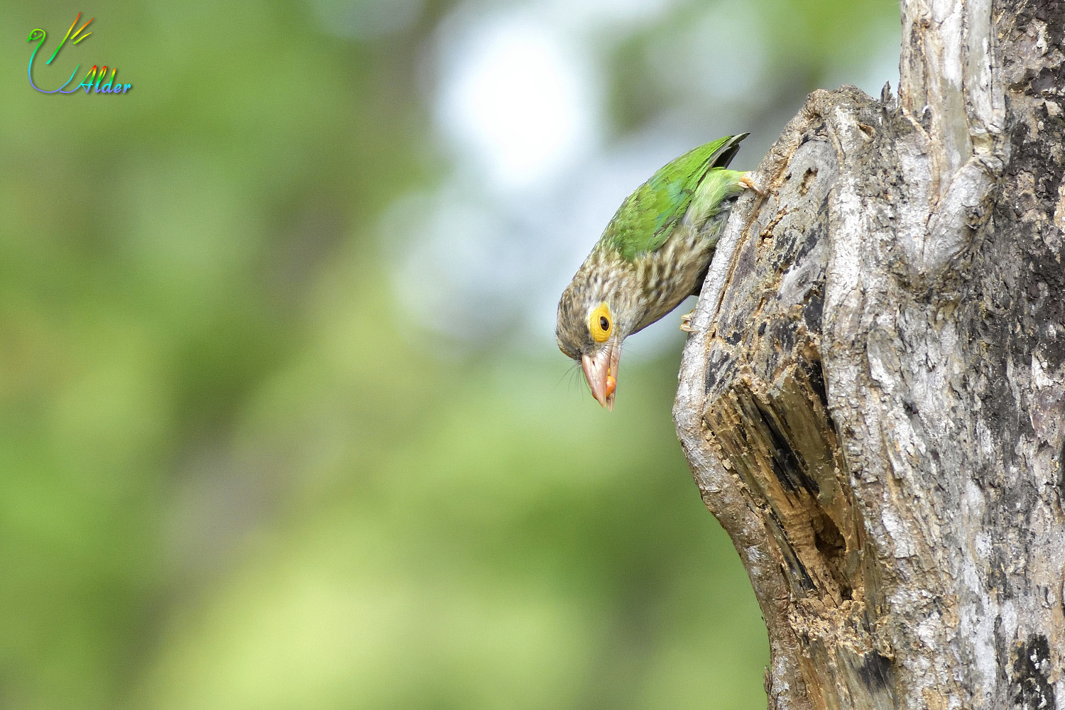 Lineated_Barbet_5576